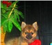 Фото в Домашние животные Стрижка собак Продаётся щенок один мальчик, окрас: соболинный, в Краснодаре 10 000