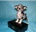 Чихуахуа - Собака-талисман,  приносящая удачу и благополучие 2138337 Чихуахуа фото в Москве