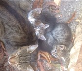 Фото в Домашние животные Отдам даром котята, 2 мал. и 1 дев., окрас черный и трехцветный, в Белгороде 0