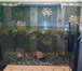 Foto в Домашние животные Рыбки Продам аквариум 35 литров к нему прилагаются в Братске 3 000