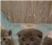 Плюшевые котятки 1878610 Британская короткошерстная фото в Ангарске
