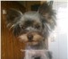 Фотография в Домашние животные Стрижка собак Груминг, стрижки влассические, стрижки креативные, в Ступино 1 500