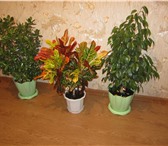 Изображение в Домашние животные Растения Растения – деревца: комнатные ( тропические в Магнитогорске 100
