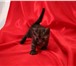 Продам котят- породы манчкин от элитных производителей 161269  фото в Комсомольск-на-Амуре
