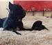 Щенки Кане корсо 2752575 Кане-корсо фото в Перми