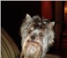 Foto в Домашние животные Вязка собак Порода: Йоркширский терьер:  Хелена&quot;с в Ярославле 2 000