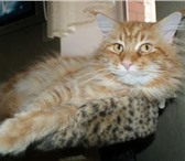 Изображение в Домашние животные Вязка Красавец кот породы мейн-кун (окрас - красный в Ульяновске 0