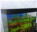 Фотография в Домашние животные Рыбки Срочно продам комнатный большой  аквариум в Нижнекамске 4 000