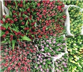 Foto в Прочее,  разное Разное Предлагаем тюльпаны экстра класса, выращенные в Омске 25