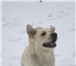 Изображение в Домашние животные Вязка собак ЗДРАВСТВУЙТЕ  Я ищу самку Лабрадора в городе в Курчатове 0