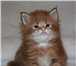 Питомник Стар Гелакси предлагает к продаже породных, крупных котят мейн-куна, мальчики и девочка, 69312  фото в Москве