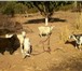 Изображение в Домашние животные Другие животные продаю коз 1 дойная 1 козел и козочка в Астрахани 3 000