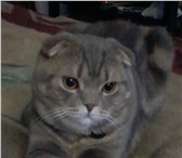 Изображение в Домашние животные Вязка Шотландский вислоухий кот ищет прямоухоюкошечку в Уфе 1 000