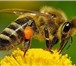 Фото в Домашние животные Разное Продам пчелосемьи местных пород,отлично перезимовавшие. в Челябинске 2 500