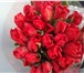 Изображение в Домашние животные Растения Продаю тюльпаны к 8 марта , 11 наилучших в Саратове 28