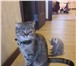 Продается котенок 4390288 Скоттиш страйт фото в Тольятти