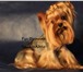 Фото в Домашние животные Вязка собак Предлагаю для вязки красивого кобеля йоркширского в Москве 5 000