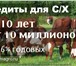 Фотография в Домашние животные Другие животные В продаже мясная порода КРС породы Казахская в Москве 230