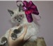 Изображение в Домашние животные Вязка нужен кот на вязку породы невская маскарадная в Улан-Удэ 0