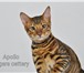 Продаю элитных котят тойгеров, 4327350 Тойгер фото в Москве