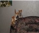 Фотография в Домашние животные Отдам даром Котята от домашней кошки,    2 месяца,   в Санкт-Петербурге 0