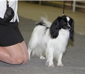 Фотография в Домашние животные Вязка собак Предлагается для вязки кобель фалена. Г.р в Санкт-Петербурге 5 000