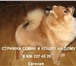 Фото в Домашние животные Стрижка собак Профессиональная стрижка собак и кошек любых в Санкт-Петербурге 2 000
