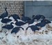 Фото в Хобби и увлечения Охота Профиля гусей, в стаях по 15 штук: 6 кормящихся, в Казани 1 500