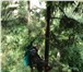 Фотография в Прочее,  разное Разное Лечение деревьев от короеда и других стволовых в Балашихе 800