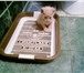 Фото в Домашние животные Отдам даром отдам троих котят девочки 1 мес,к туалету в Москве 1