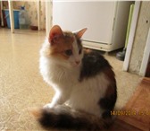 Изображение в Домашние животные Отдам даром Котенок-кошка, 4-5 месяцев. Ласковая, забавная в Перми 0