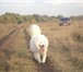 Фото в Домашние животные Вязка собак Ищем девочку самоеда для случки в Курске 0