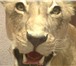 Фотография в Хобби и увлечения Охота Продам чучело африканской львицы, выполнено в Москве 320 000