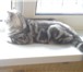 Фотография в Домашние животные Вязка Очаровательный котик скоттиш страйт, окрас в Самаре 2 000