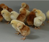 Фотография в Домашние животные Другие животные Продаются цыплята Курочка Родонит - яичные в Краснодаре 35