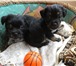 Фото в Домашние животные Отдам даром Отдам в добрые руки двух щенков от небольшой в Красноярске 1