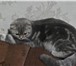 Изображение в Домашние животные Вязка Кошечке 10 месяцев скотиш фолд ищет котика в Самаре 0