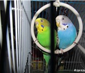 Foto в Домашние животные Птички Продаются волнистые красивые попугаи, самка в Таганроге 800