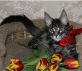 Элитный котенок мейн-кун 890651 Мейн-кун фото в Екатеринбурге