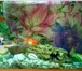 Изображение в Домашние животные Рыбки Продам аквариум в использовании 2 года. толщина в Красноярске 12 500