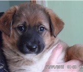 Фото в Домашние животные Отдам даром Люди добрые помогите найти щенкам добрых в Томске 1