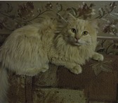 Фотография в Домашние животные Вязка Опытный      котик       ждет       ласковую в Иркутске 0