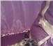 Фото в Домашние животные Вязка собак Мальчик йоркширского терьера ищет девочку) в Владикавказе 0