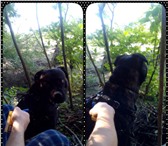 Фотография в Домашние животные Вязка собак Ищем девочку- бульмастифа для своего мальчика. в Георгиевск 0