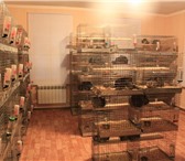 Foto в Домашние животные Грызуны Для организации бизнеса подходит как квартира, в Набережных Челнах 14 000