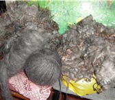 Фотография в Хобби и увлечения Разное Продаю козий  пух придонской породы  нерасчесанный в Перми 1 600
