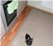 Foto в Домашние животные Вязка собак Кобель мини той-терьера, 1,6кг, 17см. в холке, в Челябинске 2 000