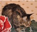 Титулованная кошка производитель 417842 Мейн-кун фото в Москве