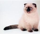 Продаются чудесные британские и шотландские вислоухие плюшевые котята, Окрасы: голубой, красная че 68985  фото в Красноярске