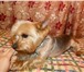 Изображение в Домашние животные Вязка собак Хороший мальчик ищет себе девочку для вязки. в Челябинске 0